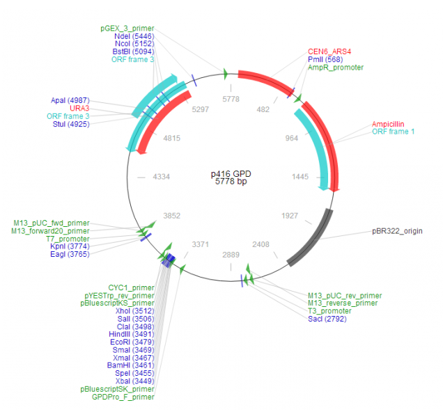 P416 GPD载体图谱